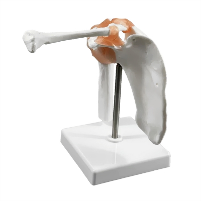 Анатомическая модель плечевого сустава человека Corpo Articulatio-4